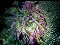 Anemone10.JPG