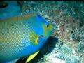 Kaiserfisch5.JPG