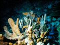 Riff28.JPG