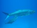 DSC01394.JPG