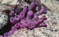 anemone3.jpg