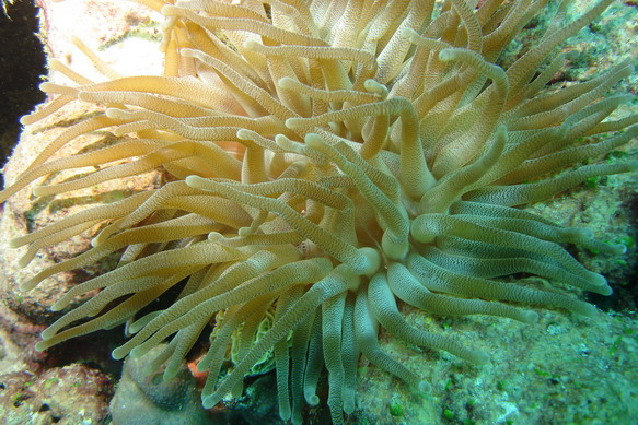 Anemone4.JPG