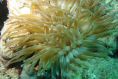Anemone4.JPG