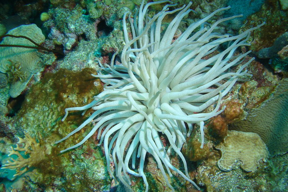 Anemone5.JPG