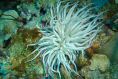 Anemone5.JPG