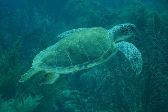 Turtle1.JPG