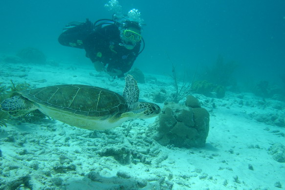 Turtle12.JPG