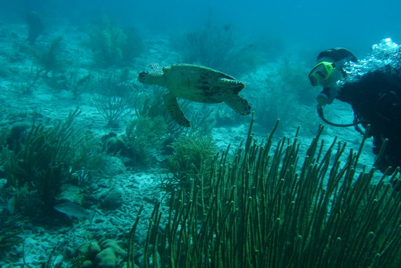 Turtle15.JPG