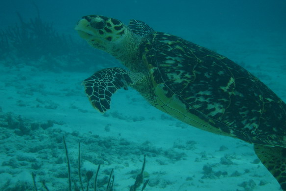 Turtle4.JPG