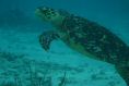 Turtle4.JPG