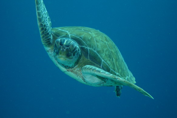 Turtle9.JPG